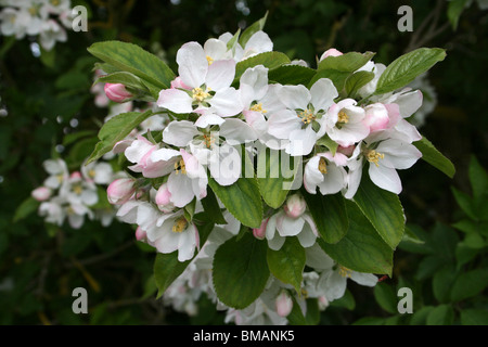 Apfelblüte am lokalen Naturreservat Marton Mere, Blackpool, Lancashire, UK Stockfoto