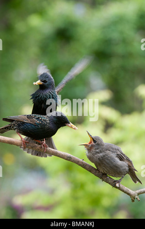 Sturnus vulgaris. Stare Einziehen eines jungen Jungen Stockfoto