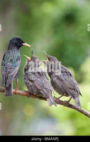 Sturnus Vulgaris. Starling, die Fütterung der jungen Küken Stockfoto