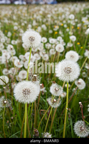 Löwenzahn Taraxacum Officinale Samenköpfe UK Stockfoto