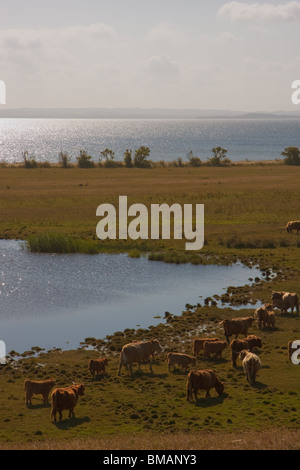 Schottische Highland Kuh auf einer schönen Wiese auf der Isle of Helnaes, Dänemark. Stockfoto