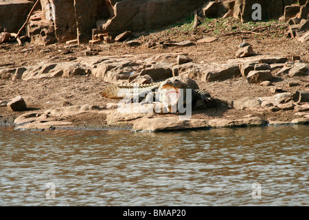 Mugger-Krokodil am Rand Wassers im Ranthambore Nationalpark Stockfoto