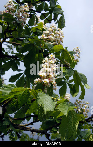 DIE BLUME VON AESCULUS HIPPOCASTANUM. ROSSKASTANIE. Stockfoto