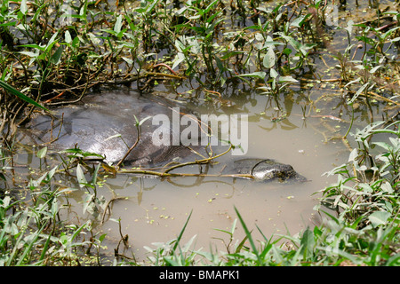 Ganges weiche Schale Schildkröte (Aspideretes Gangeticus) in einem See in Bharatpur Vogelschutzgebiet (Keoladeo Ghana Nationalpark), Indien Stockfoto