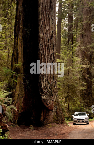 Auto von riesigen Redwood-Baum auf Redwood Highway Redwood Nationalpark Kalifornien USA Stockfoto