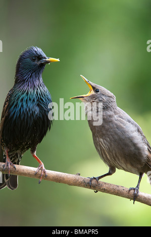 Sturnus Vulgaris. Starling Fütterung ein junge Küken Stockfoto