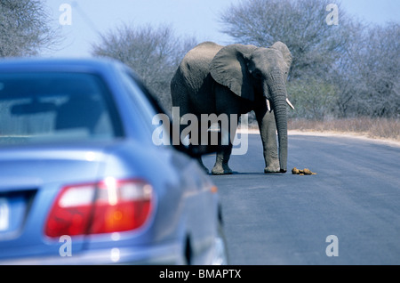 Ein Elefant kreuzt eine Straße im Krüger-Nationalpark vor einem stehenden Fahrzeug und dessen Insassen. Stockfoto