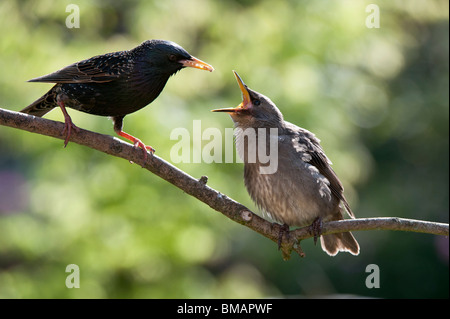 Sturnus Vulgaris. Starling Fütterung ein junge Küken Stockfoto