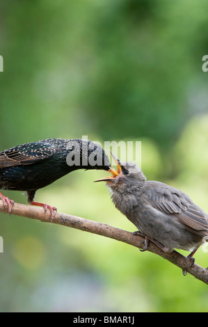 Sturnus Vulgaris. Starling Fütterung ein junge Küken Stockfoto