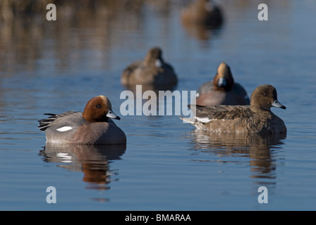 Pfeifente (Anas Penelope) männlich und weiblich, Norfolk Stockfoto