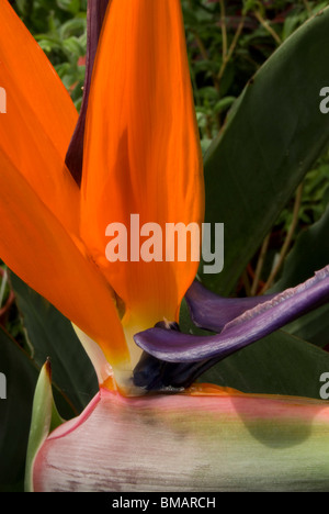 Strelitzia Reginae Paradiesvogel Blume Stockfoto