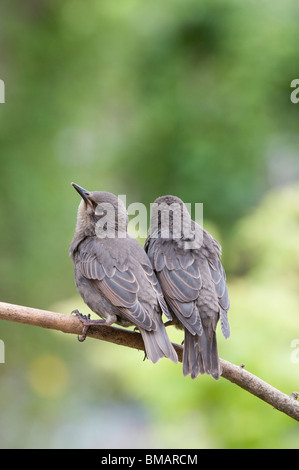 Sturnus Vulgaris. Young Star Jungvögel Stockfoto