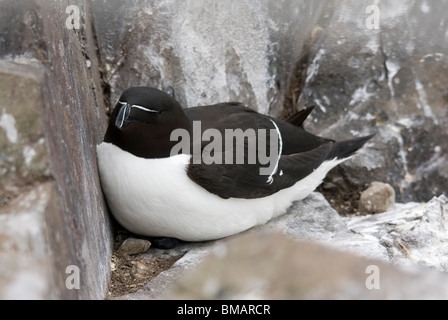 Tordalk (Alca Torda) nisten auf Inner Farne, die Farne Islands, Northumberland, England. Stockfoto