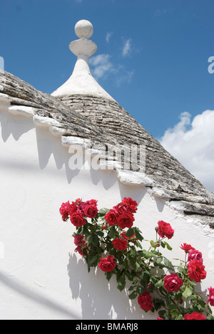 Rosen auf ein Trullo, Puglia Stockfoto