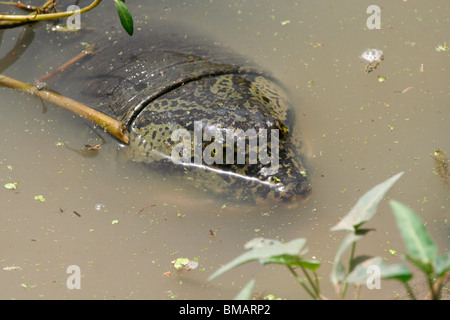 Ganges weiche Schale Schildkröte (Aspideretes Gangeticus) in einem See in Bharatpur Vogelschutzgebiet (Keoladeo Ghana Nationalpark), Indien Stockfoto