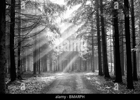 mystischen Wald - Nadelwald in den frühen Morgenstunden - ein Film von Nebel - Herbstlandschaft Stockfoto