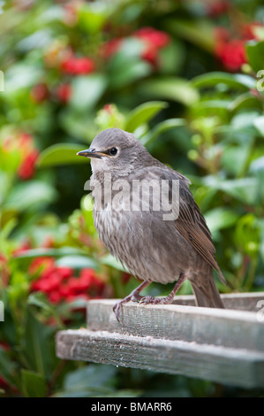 Sturnus vulgaris. Junge Starling Junge sitzt auf einem Vogel Tabelle. Großbritannien Stockfoto