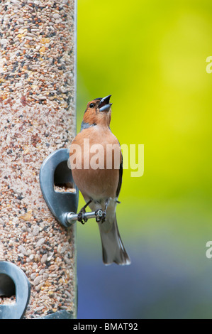 Fringilla Coelebs. Männlichen Buchfinken ernähren sich von Samen Feeder singende Vogel Stockfoto