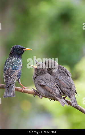 Sturnus Vulgaris. Starling, die Fütterung der jungen Küken Stockfoto