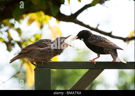 Sturnus Vulgaris. Starling Fütterung ein junge Küken Stockfoto