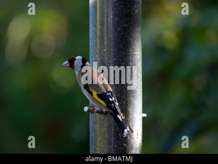 Ein Stieglitz auf einem Garten voll von Niger Samen Feeder. Stockfoto