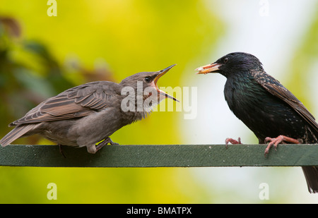 Sturnus Vulgaris. Starling Fütterung ein junge Küken Stockfoto