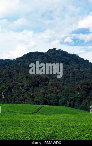 Teeplantage und Regenwald, in der Nähe von Nyungwe Nationalpark, Ruanda Stockfoto