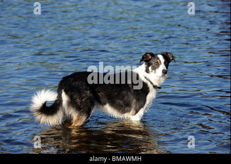 Border Collie stehend im Wasser Stockfoto