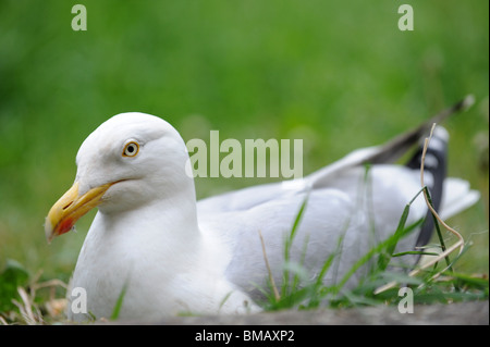 Eine Verschachtelung Silbermöwe sitzt auf seinen Eiern in einem Garten in Brighton Stockfoto