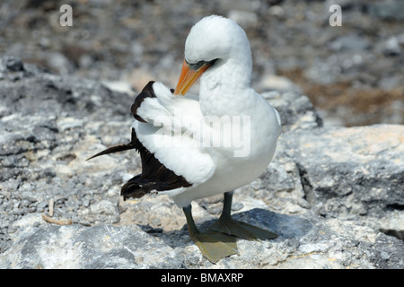 Nazca Booby putzen auf Felsen, Galapagos Stockfoto