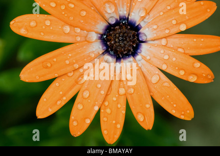 orangefarbene Blume mit Wasser Tropfen, Schönheit der Natur Stockfoto