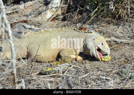 Sante Fe Land Iguana Essen Prickly Pear Cactus Stockfoto