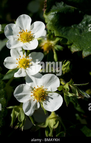 Nahaufnahme der Erdbeere blüht auf ein Cambridge Erdbeer Lieblingspflanze (Fragaria × Ananassa) Stockfoto