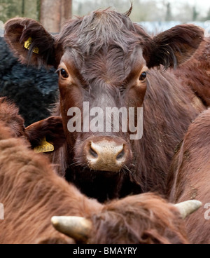 Rot-Umfrage Kuh Potrait von Red Umfrage Kuh stehend in einer Gruppe von roten Umfrage Rarebreed Rinder Stockfoto