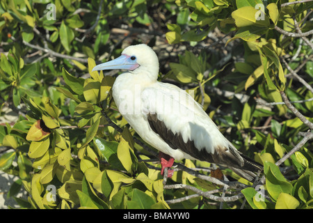 Red Footed Booby Schlafplatz im Baum, Galapagos Stockfoto