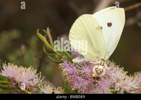 Krabben Sie-Spinne (Thomisidae Arten) mit erbeuteten Schmetterling Stockfoto