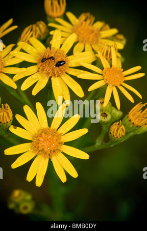 gelbe Blüte mit Wassertropfen und Bugs, Natur Stockfoto