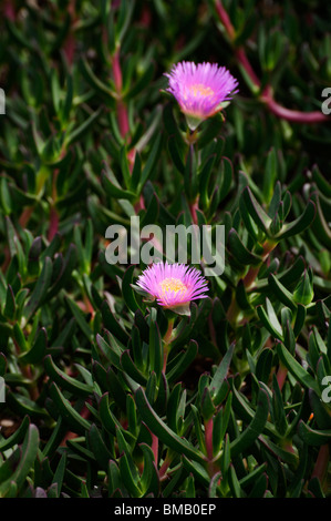 Eine lila blühende Eis Pflanze (Khoi Edulis), auch bekannt als Pigface oder sauer Fig. Stockfoto