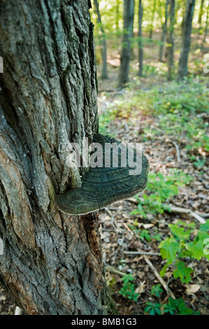 GANODERMA APPLANATUM GEMEINSAMEN WALD PILZ VORWIEGEND AUF LAUBBÄUMEN Stockfoto