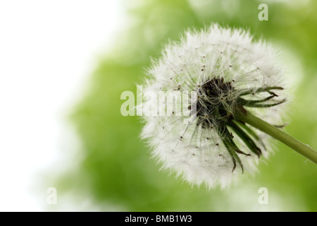 Weiße Löwenzahn auf grünem Hintergrund Stockfoto