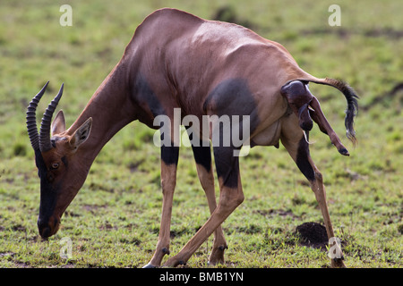 Dramatische seltener Anblick closeup Profil wild Mutter Topy in Arbeit, Kalbskopf & Bein zeigen, öffnen Sie grünes Gras Savanne, Wunder der Geburt Masai Mara Kenia Stockfoto