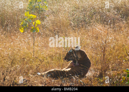 Bengal Tiger Festlegung im Rasen, Portrait, Panthera Tigris Tigris, Indien Stockfoto