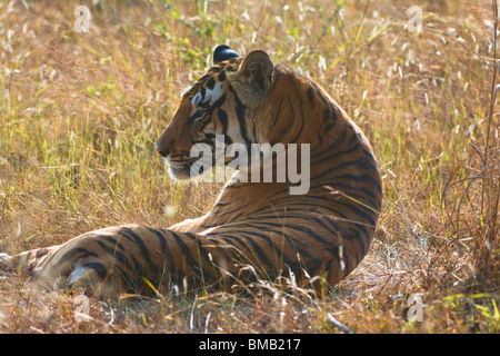 Bengal Tiger Festlegung im Rasen, Portrait, Panthera Tigris Tigris, Indien Stockfoto