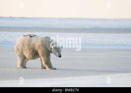 Eisbär Ursus maritimus mit einem Funkgerät, der über das neu gebildete Packeis ANWR 1002 Alaska läuft Stockfoto