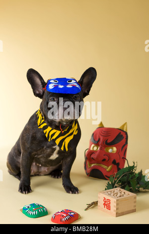 Französische Bulldogge Welpen und Setsubun Stockfoto