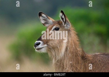 Weibliche Defassa-Wasserbock in den Rasen, Kobus Ellipsiprymnus Defassa, Kenia, Ostafrika Stockfoto