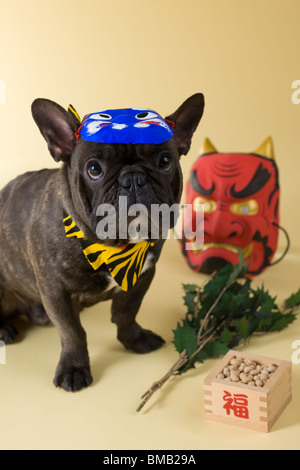 Französische Bulldogge Welpen und Setsubun Stockfoto