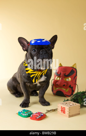 Französische Bulldogge Welpen und Setsubun Stockfoto