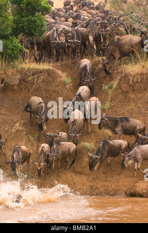 White-bärtige Gnus oder Gnus Migration; Connochaetes Taurinus; Kenia, Ostafrika Stockfoto