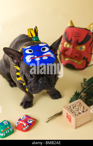 Französische Bulldogge Welpen und Setsubun Stockfoto